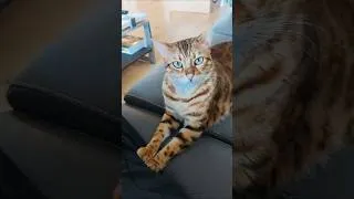 Thumbnail: When your Bengal loves you 🥹🤎