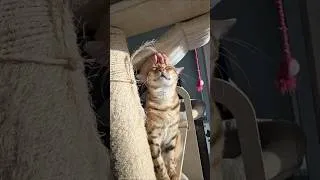Thumbnail: Excuse me… I’m right here 🐾