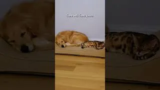 Thumbnail: Same bed. Same peace.