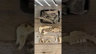 Thumbnail: Hidden treasures under the floor boards