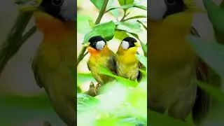 Thumbnail: Bird Sounds | Singing Birds | Birds Chirping #animals #birds #bird