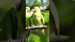 Thumbnail: Real Birdsong for Sleep, Focus & Calm | No Music, Just Nature #bird #birds