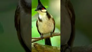 Thumbnail: Birds Singing in Nature | Real Bird Sounds for Sleep #birdssinging #birds #birdssound