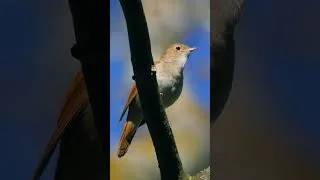 Thumbnail: Beautiful Bird Chirping # #birds #birdslover #birdsounds #birdsongmeditation #nature