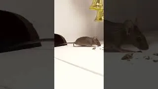 Thumbnail: Mice for cats to watch 😂
