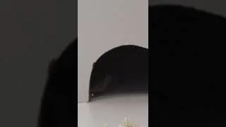 Thumbnail: Mice for Cats to Watch #ipad #iphone #shorts