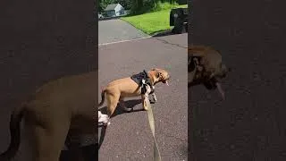 Thumbnail: Toffee the Energetic Pit Mix | Week 2 Board & Train: Pack Walk for Leash Skills & Reactivity