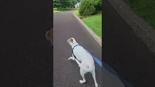 Thumbnail: Jake the Friendly Pit Mix | Week 2 Board & Train: Pack Walk for Leash Skills & Reactivity