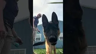 Thumbnail: German Shepherd Steals the Show… and the Phone! 📱🐾😂