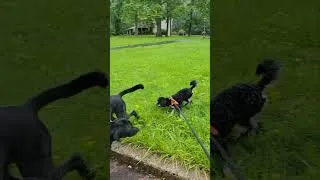 Thumbnail: Stanley the Cavapoo goes on a pack walk with Angus the labradoodle.