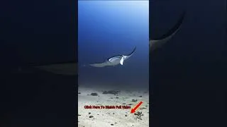 Thumbnail: Top Things To Do: Night Diving With Manta Rays In Hawaii | A Magical Underwater Experience #shorts