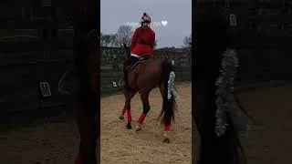 Thumbnail: happy 1 year isla!! #horse #equestrianjourney #equestrian #horsetrack