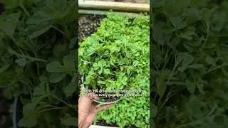 Thumbnail: Fresh Garden Methi Harvest 🌿#MethiLeaves #HomeGarden #GardenFresh