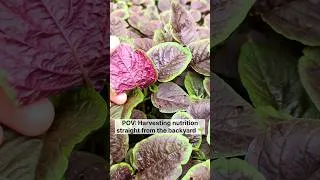 Thumbnail: Backyard Amaranth Harvest 🌱 So Fresh & Healthy #food #garden