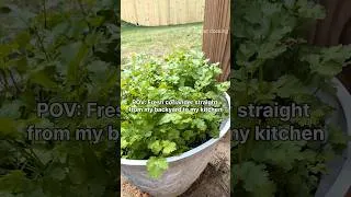 Thumbnail: One Pot Coriander Harvest | So Fresh & Easy #corianderleaves #gardening