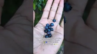 Thumbnail: Fresh Wild Berries Straight From Nature 🫐 #shorts #nature
