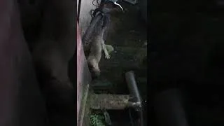 Thumbnail: CAT VS RAT