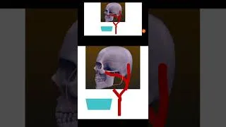 Thumbnail: Maxillary artery|click on the link for full video!#mnemonics #shortsfeed #shorts