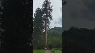 Thumbnail: 🌲 Camping Under Montana’s Tallest Pine Tree