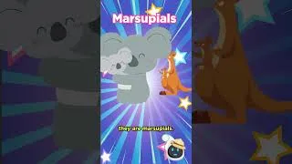 Thumbnail: FUN FACTS about Koala 🐨