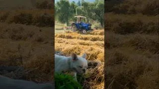 Thumbnail: First Harvest Season in the Countryside 🌿 #shorts