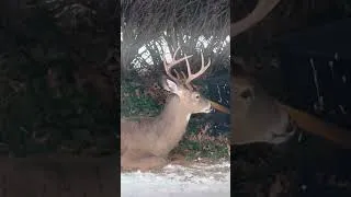 Thumbnail: Deer hanging out in my backyard