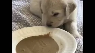 Thumbnail: This Hungry Puppy Has a Lot to Learn | LOL