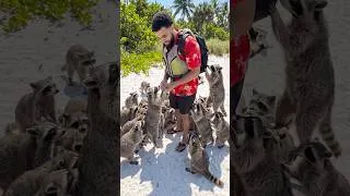 Thumbnail: RACOON ISLAND 🏝️ 😳