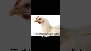 Thumbnail: Sad story of a little chicken ￼