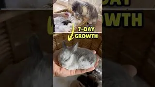 Thumbnail: You Won’t Believe These Are 7 Days Apart 🐰
