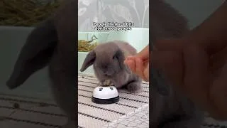 Thumbnail: People don’t know this about rabbits 🐰