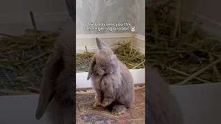Thumbnail: Most people don’t realize rabbits are like this