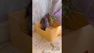 Thumbnail: Satisfying bunny morning routine ☀️
