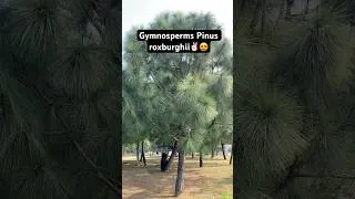 Thumbnail: Lucknow Janeshwar Mishra Park Pinus roxburghii Plant#pinus#bscbotany#lucknow#mscbotany#plants#nature