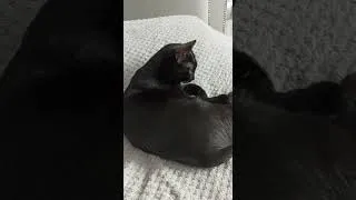 Thumbnail: Pulka our Russian cat grooming herself