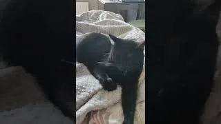 Thumbnail: Our 3 black cats having a rest on Saturday morning.
