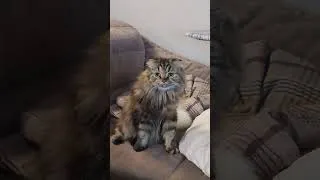 Thumbnail: Vasia our sweet street cat that we found rummaging around. Now she has a loving  home ❤️🏠