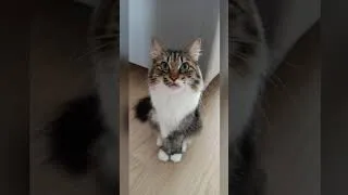 Thumbnail: Our cat family 🐱🐱🐱🐱