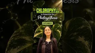 Thumbnail: Prove Chlorophyll is Essential for Photosynthesis in 2 mins🥳 | Experiment #neet #class11 #biology