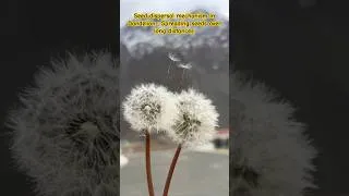 Thumbnail: Seed Dispersal in Dandelion feathery structure acts like a parachute and helps them travel #farming