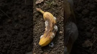 Thumbnail: Banana Life Cycle #shorts