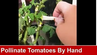 Thumbnail: How to Pollinate Tomatoes in the WINTER by Hand-Pollination #shorts #tomatoes #pollination