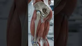 Thumbnail: Your Hip Muscle Just Flipped Its Action! #science #anatomy #facts #shorts