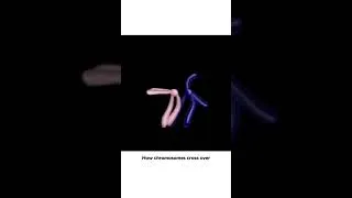 Thumbnail: Chromosome #bioquest #biology #youtube #trending #reels #shorts #instagram #facebook #bioquest