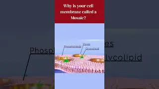 Thumbnail: The secret "sea of lipids" in your cells | Cell membrane structure explained in 60s #bioscholar