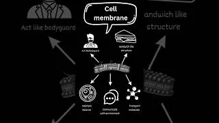 Thumbnail: cell membrane #bioscholar #biology #shortsyoutube