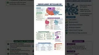 Thumbnail: Endoplasmic reticulum #er #organelles #cell #protein #cellbiology #biology #zoology #botany #notes