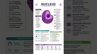 Thumbnail: Nucleus #cell #cellbiology #cellorganelles #dna #biology #zoology #botany #shortnotes