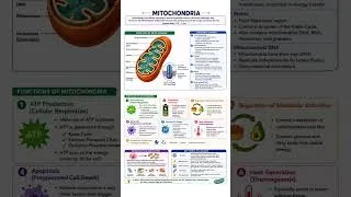 Thumbnail: Mitochondria #cellbiology #cellorganelles #biology #zoology #botany #shortnotes