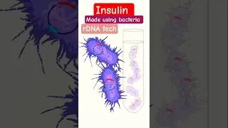 Thumbnail: Insulin made using Bacteria #recombinantdnatechnology  #insulin #bacteria #biotechnology